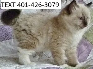 Ljfgt ragdoll pretty kittens m/f