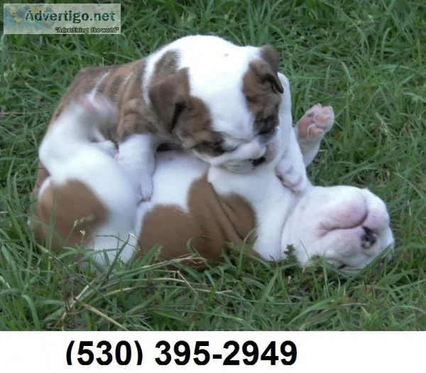 Yuhjuyh english bulldog puppies