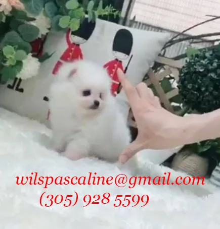 Abigail pocketbook pomeranian ready to g