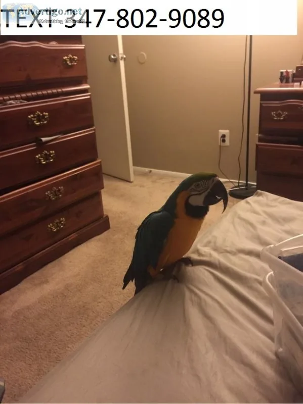 Szr blue and gold macaws friendly m/f 