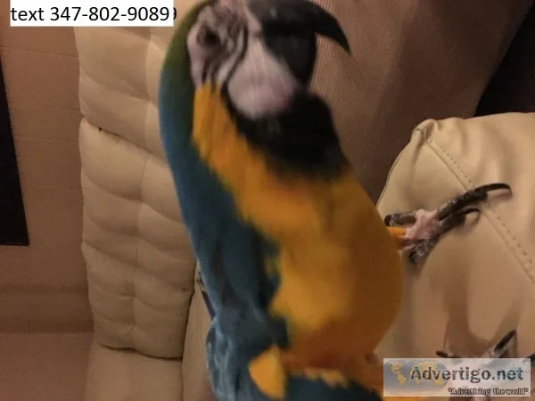 Ksdg blue and gold macaws pretty m/f