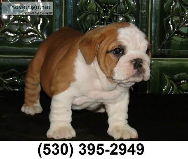 Dtuyyu playful english bulldog puppies