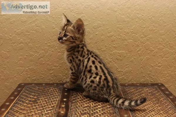 F2 savannah kittens for sale
