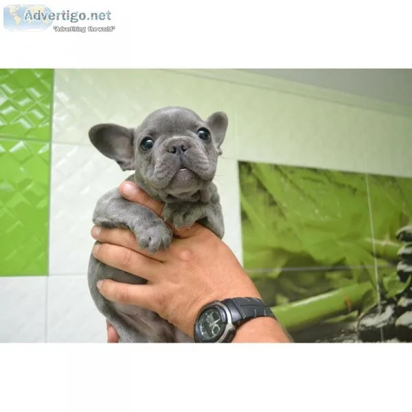 Blue french bulldog puppy for sale