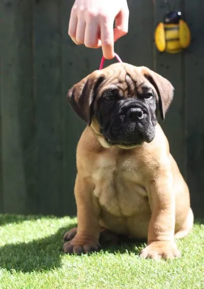 Bullmastiff puppy