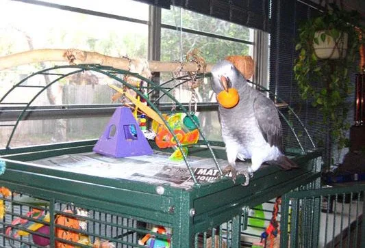 Pets