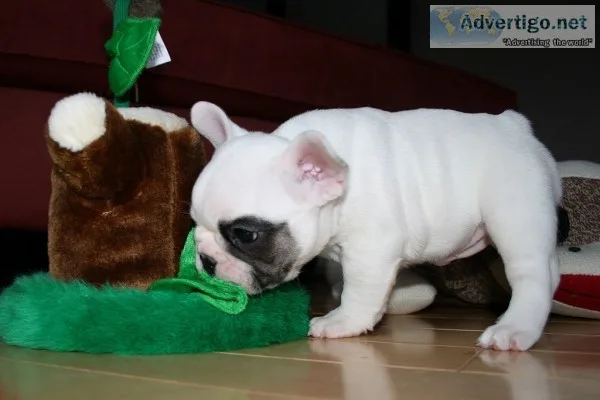 Akc french bulldog puppies for adoption