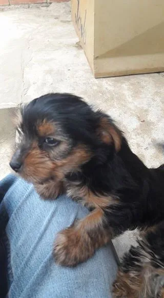Yorkshire terrier puppies 