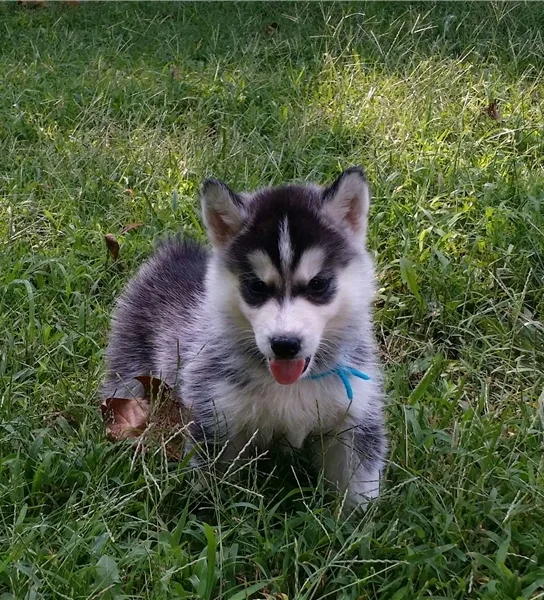 Siberian husky puppies