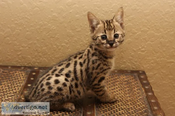 F2 savannah kittens for sale