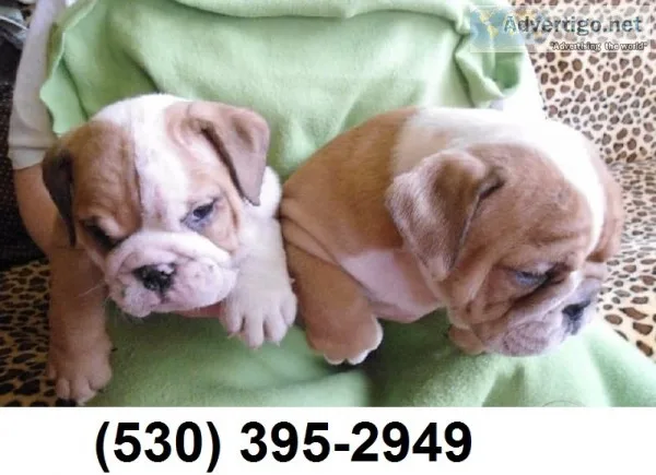 Sdfgf beautiful english bulldog puppies