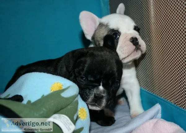 Akc french bulldog puppies for adoption