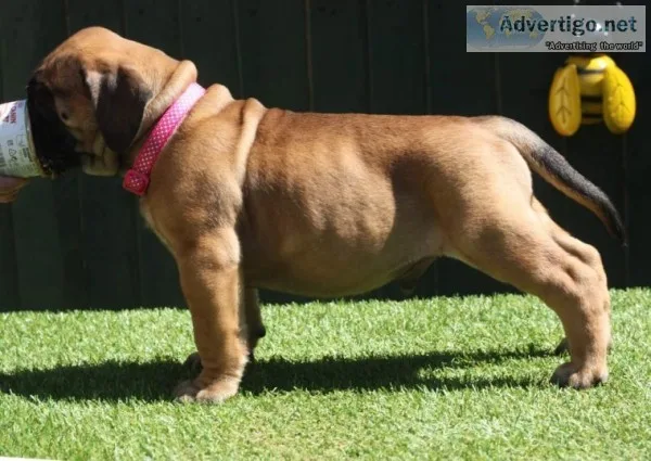 Bullmastiff puppy