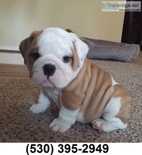 Srgerg playful english bulldog puppies