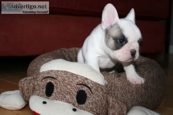 Akc french bulldog puppies for adoption