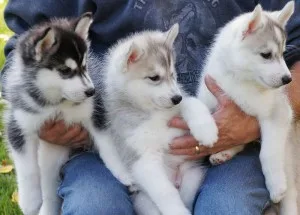Akc registered siberian husky puppies 