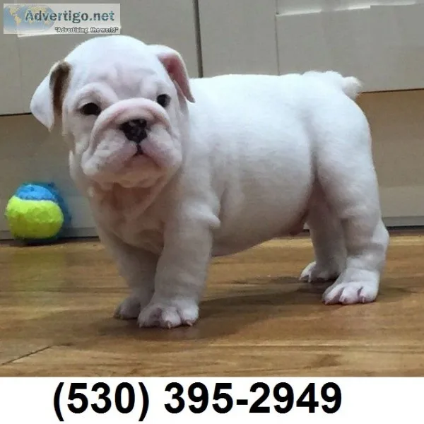 Tytyer playful english bulldog puppies