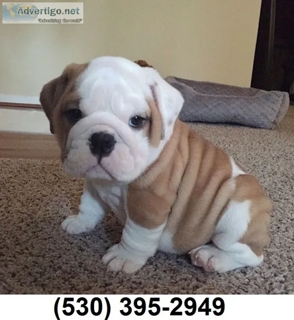 Xfgf 2 english bulldog puppies