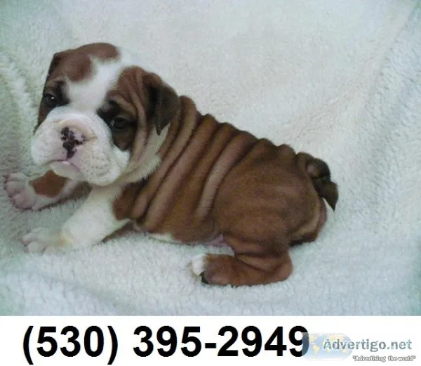 Ntfgf very cude english bulldog puppies