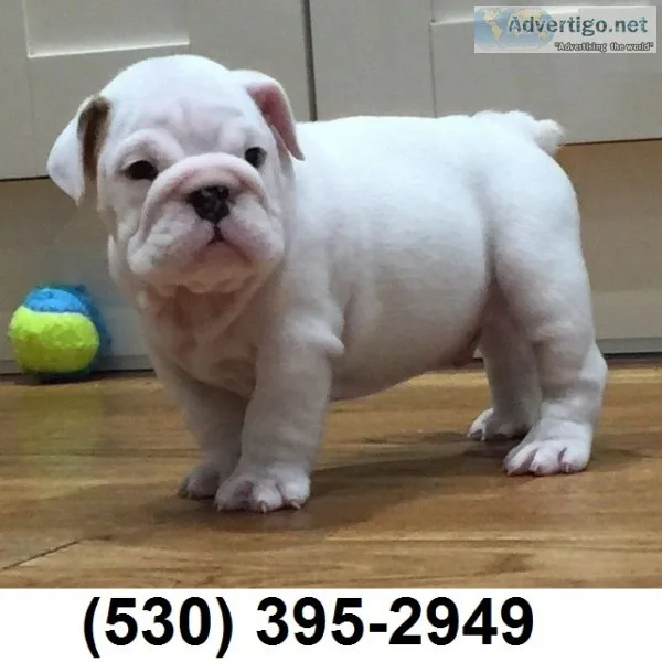 Fdgh baby english bulldog puppies avail