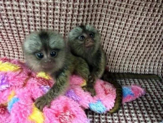 3month old finger marmoset monkeys