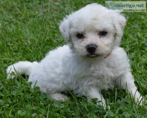 Dfsg bichon frise for sale