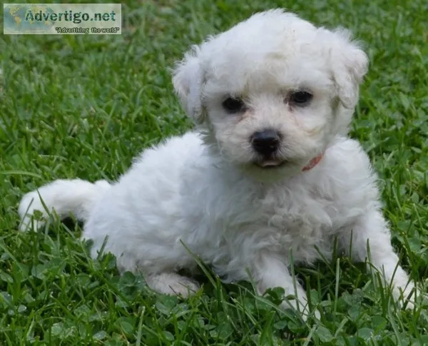 Fdss bichon frise for sale