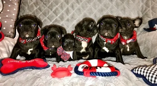  french bulldogs puppies