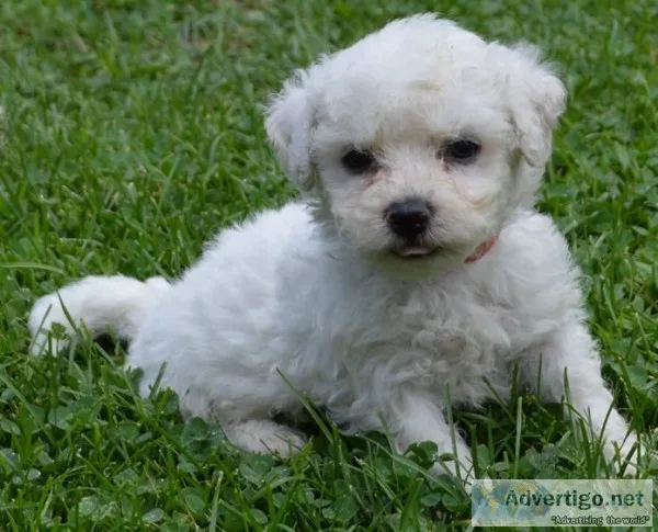 Gett bichon frise for sale