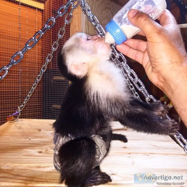 Capuchin monkeys sms 7033827713