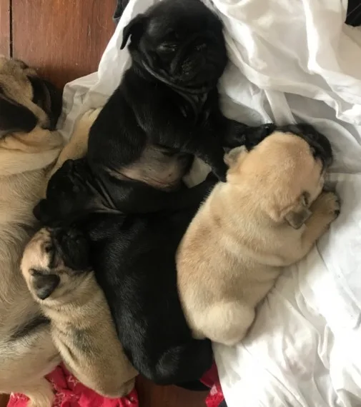 Akc pug pups for sale 