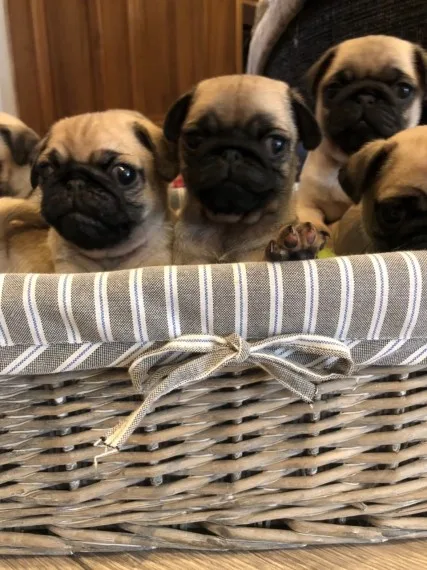 Akc pug pups for sale 