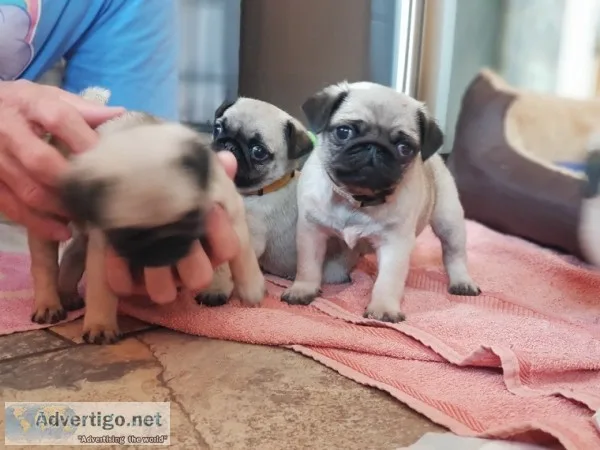Cute pug puppies for sale 
