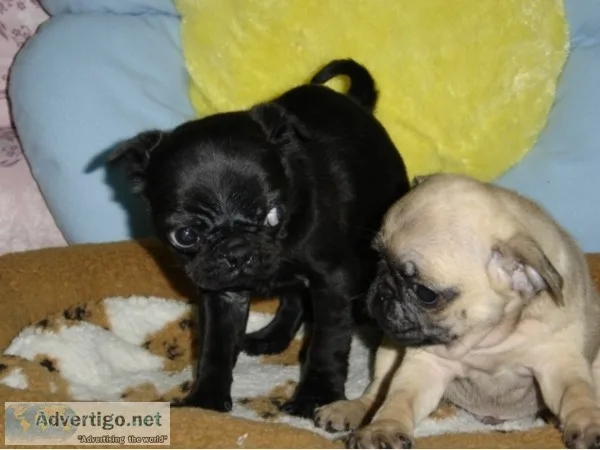 Cute pug puppies for sale 