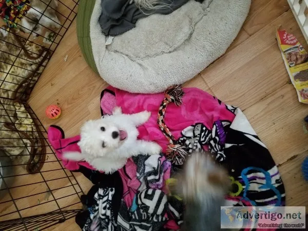Bichon puppy