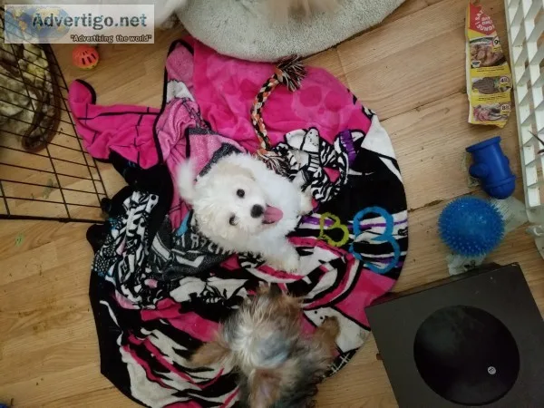 Bichon puppy