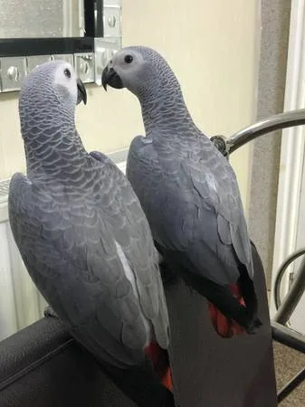 Stunning african grey