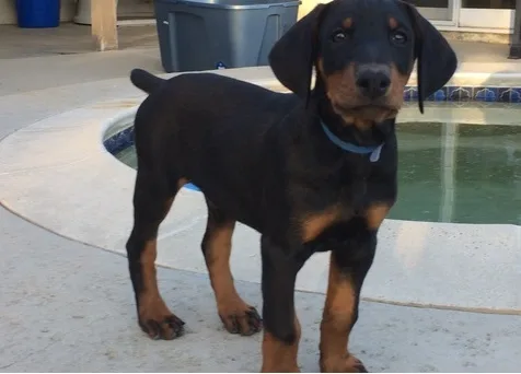 Ckc doberman puppies for sale