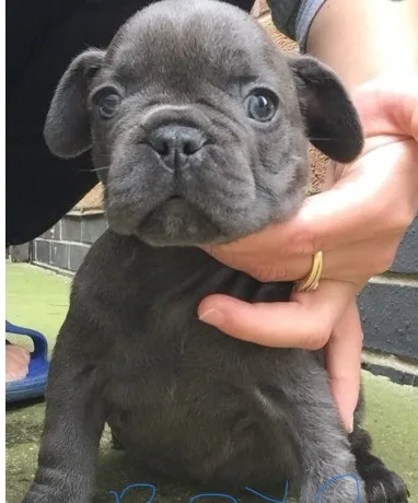Affectionate french/ bulldog/ puppies