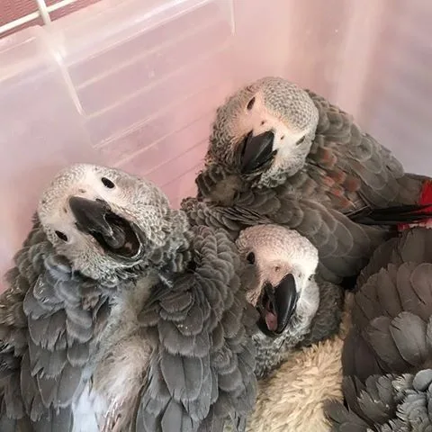 Super talking baby african grey parrot
