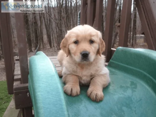 Home raised golden retriever puppies