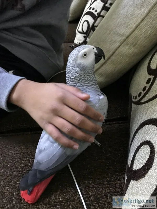 Parrot african grey