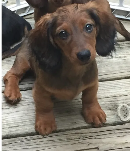 Quality dachshund puppies for sale