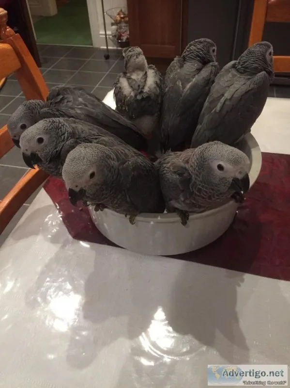 3 hand reared 12 weeks old african grey 