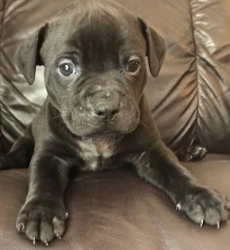 Pitbull puppies ready for new home