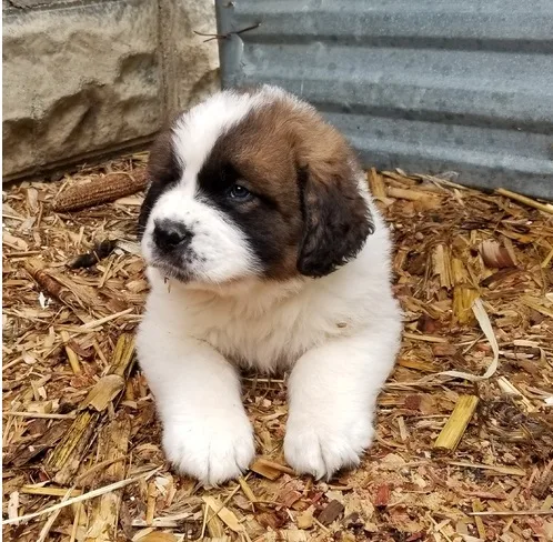 Healthy saint bernard pups