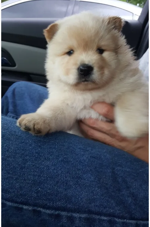 Cute chow chow puppies