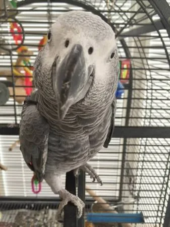 African grey parrot tame n talking inc c
