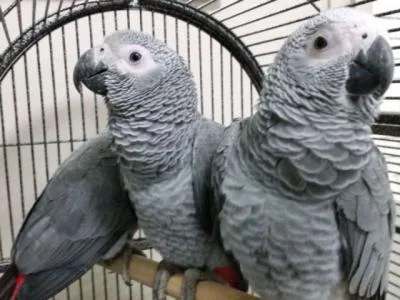 African grey parrot