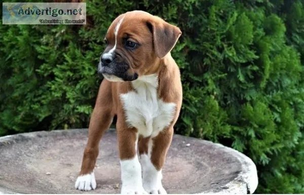 Boxer puppies